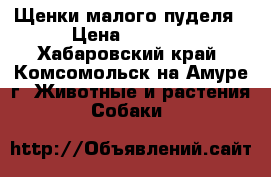 Щенки малого пуделя › Цена ­ 5 000 - Хабаровский край, Комсомольск-на-Амуре г. Животные и растения » Собаки   